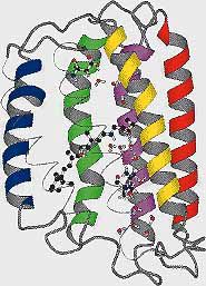 Das Protein Bakteriorhodopsin